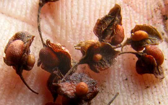 Curly Dock, RUMEX CRISPUS, fruits