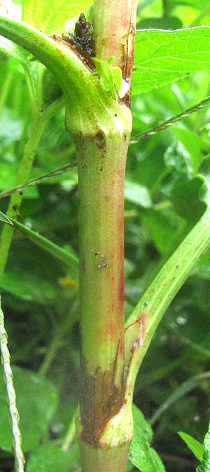 Curly Dock, RUMEX CRISPUS, ocreas