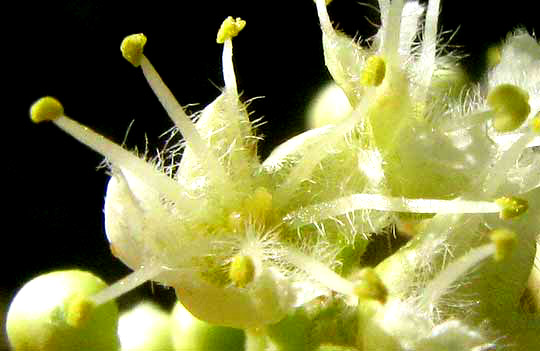 Soapberry, SAPINDUS SAPONARIA, flower