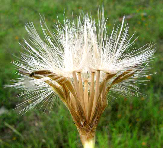 Texas Skeletonplant, LYGODESMIA TEXANA, fruiting head