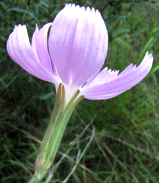 Texas Skeletonplant, LYGODESMIA TEXANA, showing phyllaries