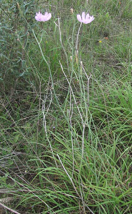 Texas Skeletonplant, LYGODESMIA TEXANA, flowers and bleached stems