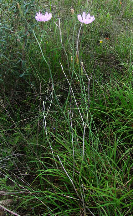 Texas Skeletonplant, LYGODESMIA TEXANA, flowers and bleached stems