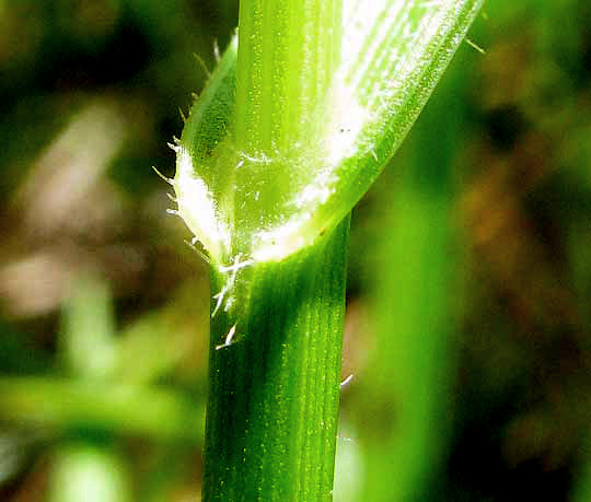 Western Umbrella Sedge, FUIRENA SIMPLEX, glabrous sheath