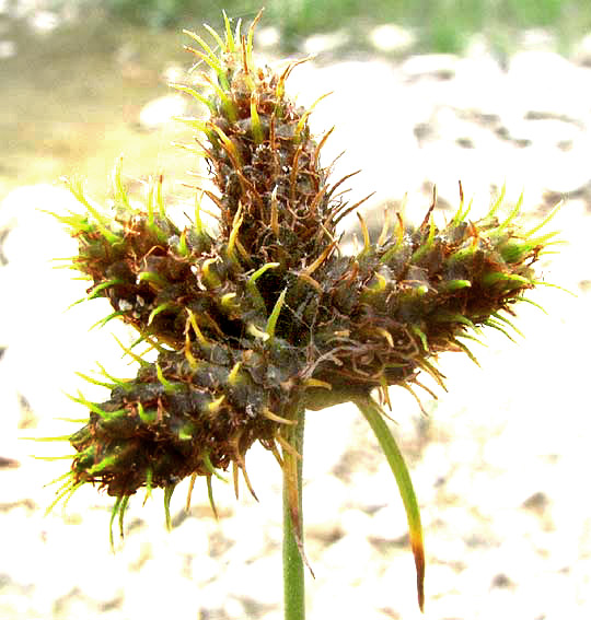 Western Umbrella Sedge, FUIRENA SIMPLEX, flowering head