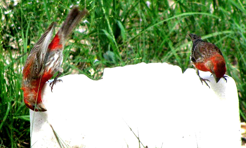 House Finch, CARPODACUS MEXICANUS. eating salt