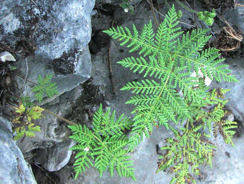 White-footed Lip Fern, Hemionitis leucopoda