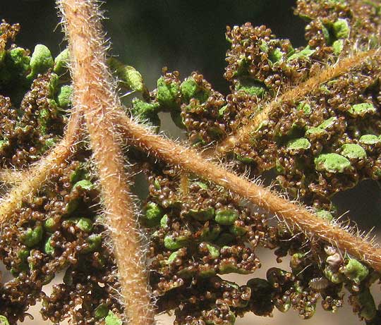 White-footed Lip Fern, Hemionitis leucopoda, sporangia