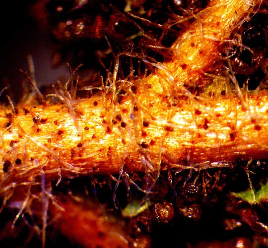 White-footed Lip Fern, Hemionitis leucopoda, glands on stem but not atop hairs