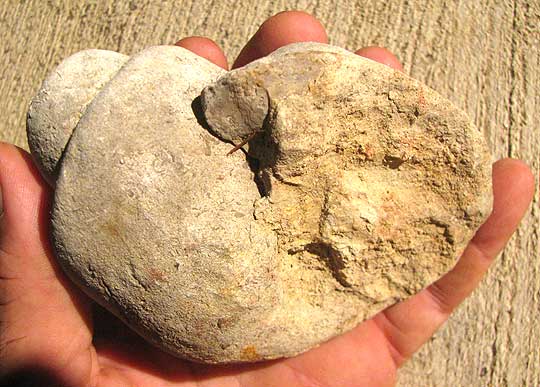 Lunatia fossil snail, underside