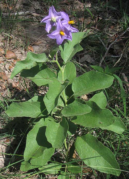 Western Horsenettle, SOLANUM DIMIDIATUM