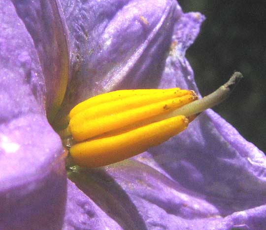 Western Horsenettle, SOLANUM DIMIDIATUM, close-up of anthers