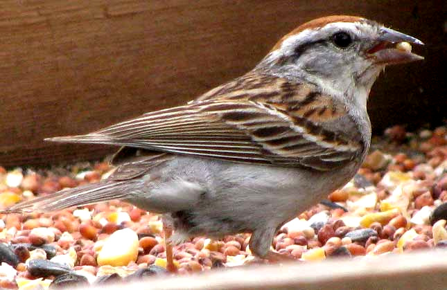 Chipping Sparrow, SPIZELLA PASSERINA