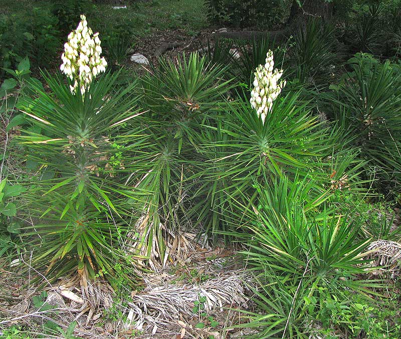 Spanish Bayonet, YUCCA ALOIFOLIA