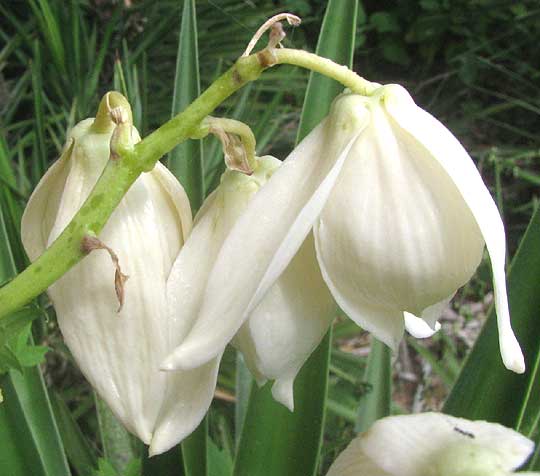 Spanish Bayonet, YUCCA ALOIFOLIA, flowers