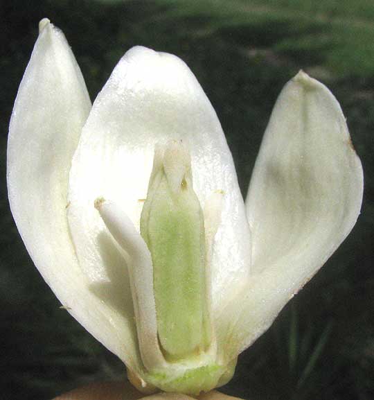 Spanish Bayonet, YUCCA ALOIFOLIA, ovary with stipe