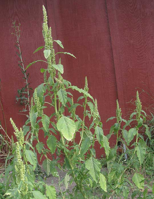 Amaranth, AMARANTHUS RETROFLEXUS