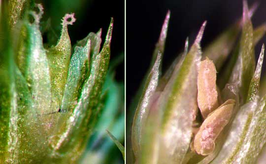 Amaranth, AMARANTHUS RETROFLEXUS, male and female flowers