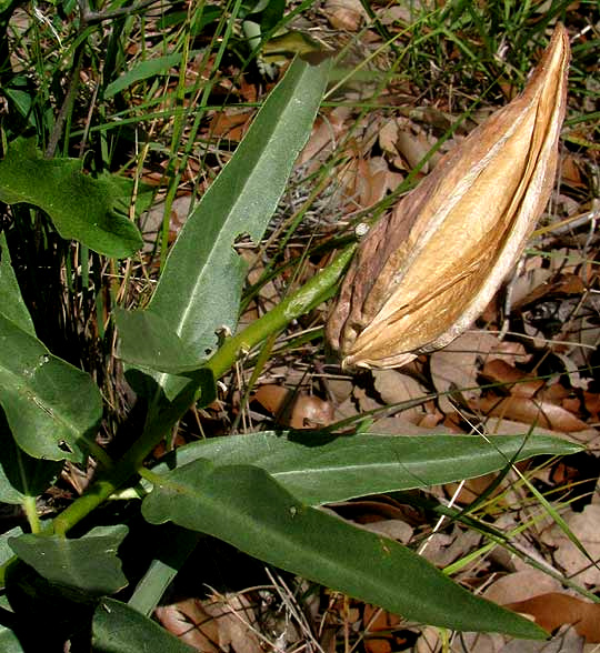 fruit of Antelope Horns or Spider Milkweed, ASCLEPIAS ASPERULA