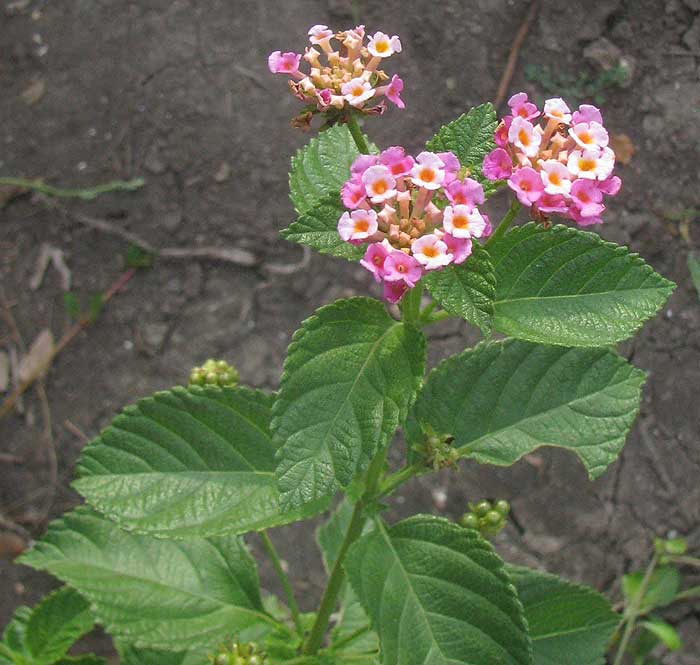 LANTANA CAMARA