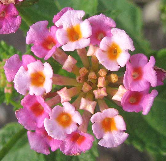 LANTANA CAMARA, flower head close-up