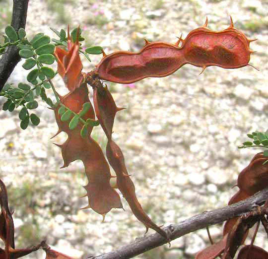 Texas Mimosa, MIMOSA TEXANA, legumes