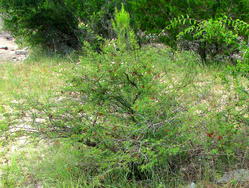 Texas Mimosa, MIMOSA TEXANA