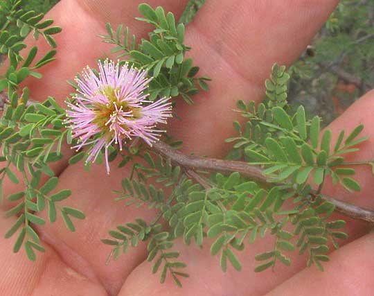 Texas Mimosa, MIMOSA TEXANA, flowers and leaves