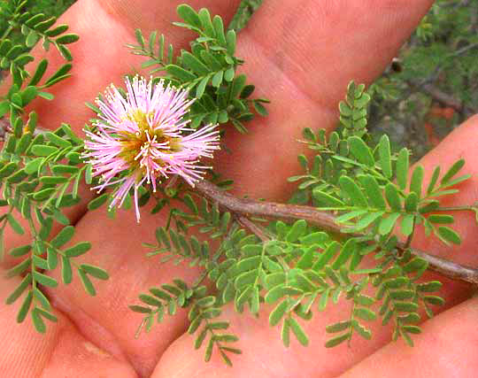 Texas Mimosa, MIMOSA TEXANA, flowers and leaves