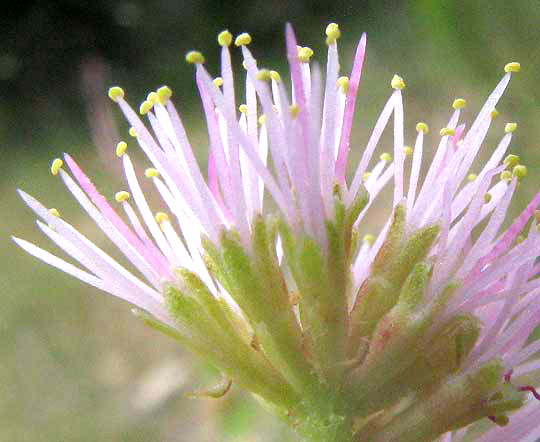 Texas Mimosa, MIMOSA TEXANA, sepals not separate to bases