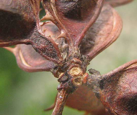 Texas Mimosa, MIMOSA TEXANA, legume bases not long stipitate