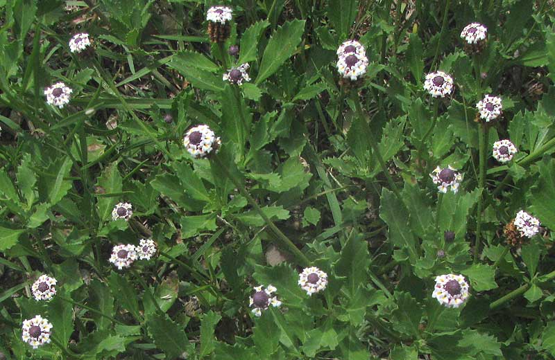 Diamondleaf Fogfruit, PHYLA FRUTICOSA