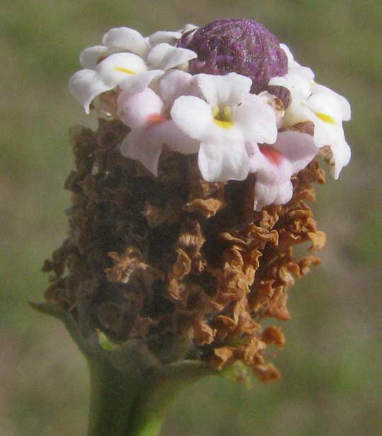 Diamondleaf Fogfruit, PHYLA FRUTICOSA, close-up of flowering head