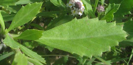 Diamondleaf Fogfruit, PHYLA FRUTICOSA, leaf