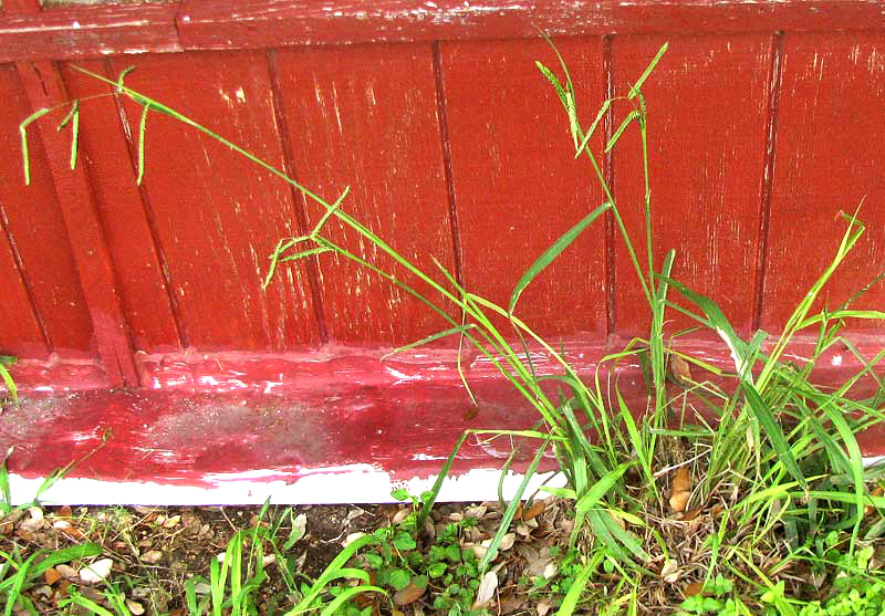 Dallisgrass, PASPALUM DILATATUM