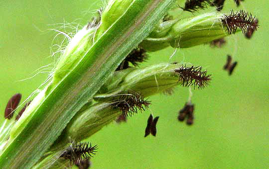 Dallisgrass, PASPALUM DILATATUM, flat rachis and spikelets