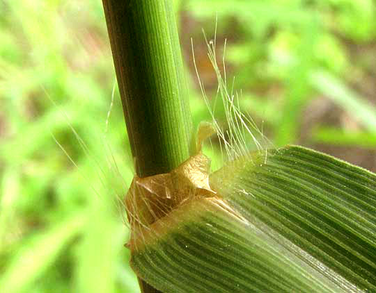 Dallisgrass, PASPALUM DILATATUM, ligule