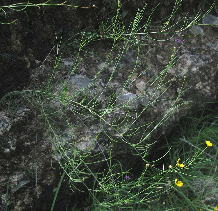 Slender Greenthread, THELESPERMA SIMPLICIFOLIUM