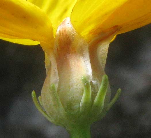 Slender Greenthread, THELESPERMA SIMPLICIFOLIUM, involucre