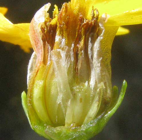 Slender Greenthread, THELESPERMA SIMPLICIFOLIUM, logitudinal section of head 