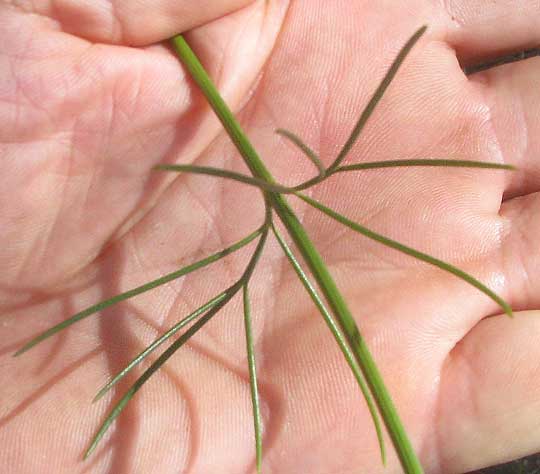 Slender Greenthread, THELESPERMA SIMPLICIFOLIUM, leaves