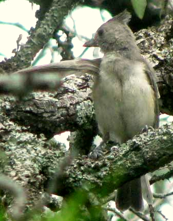 Immature Black-crested Titmouse, BAEOLOPHUS ATRICRISTATUS, without black crest