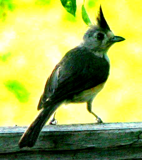 Black-crested Titmouse, BAEOLOPHUS ATRICRISTATUS