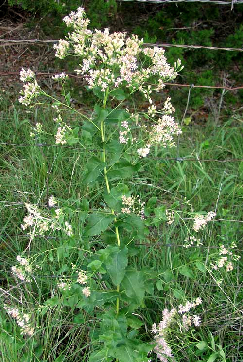 Brownfoot, ACOURTIA WRIGHTII