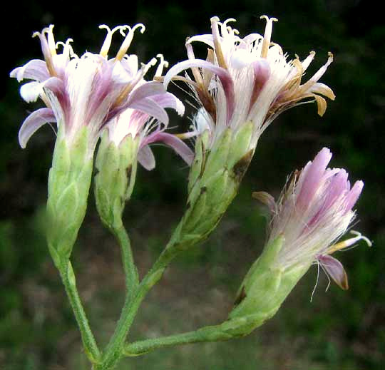 Brownfoot, ACOURTIA WRIGHTII, close-up of flowering heads