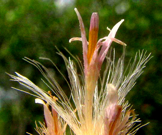 Brownfoot, ACOURTIA WRIGHTII, floret with pappus