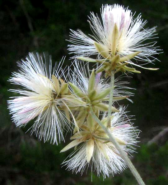 Brownfoot, ACOURTIA WRIGHTII, cypselae with pappi