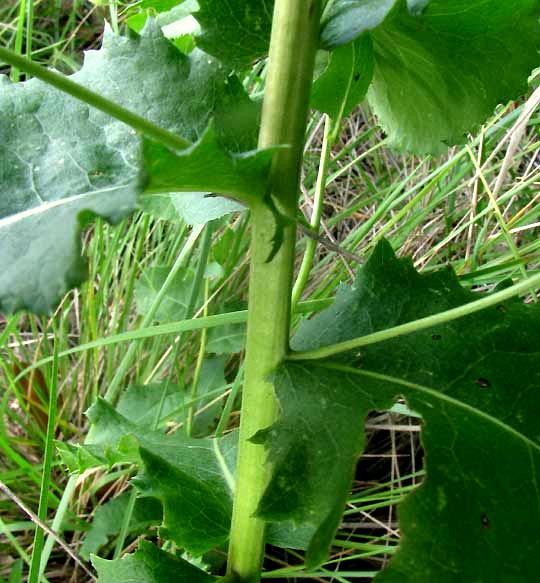 Brownfoot, ACOURTIA WRIGHTII, leaf bases on stem