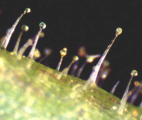 Edwards Plateau Five-eyes, CHAMAESARACHA EDWARDSIANA, glandular hairs on pedicel