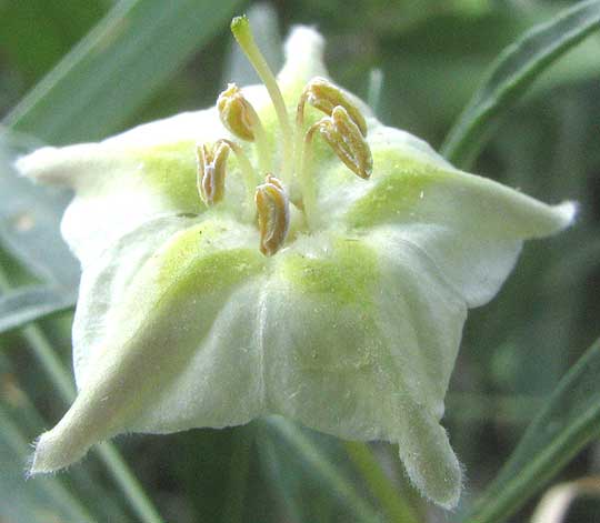 Edwards Plateau Five-eyes, CHAMAESARACHA EDWARDSIANA, stamens